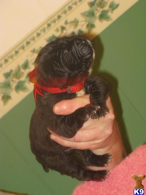 Neapolitan Mastiff Puppies